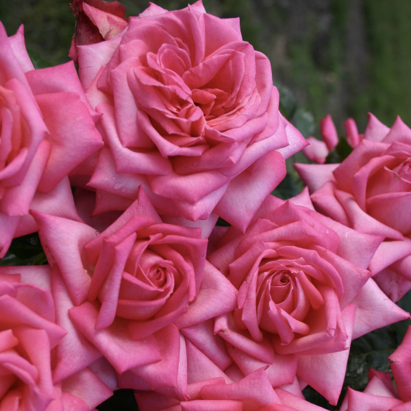 WEDDING BELLS® WEDDING BELLS®